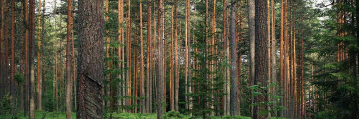 18.21's outdoorsy fragrance. Notes of ginger that mellow to coconut, French vanilla and star anise. Spiced vanilla feels like sitting around the campfire with your best lads.